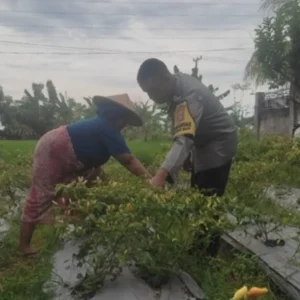 Bhabinkamtibmas Desa Kuranji Dalang Kawal Swasembada Pangan