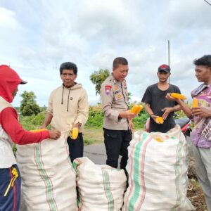 Bhabinkamtibmas Desa Bagik Papan Cek Panen Jagung dan Sampaikan Himbauan Kamtibmas