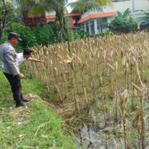 Polri Dampingi Petani Jagung di Lombok Barat Jaga Ketahanan Pangan