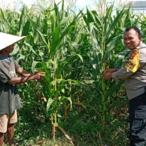 Polri Turun ke Sawah! Bhabinkamtibmas Desa Bagik Polak Barat Kawal Petani Wujudkan Swasembada Pangan