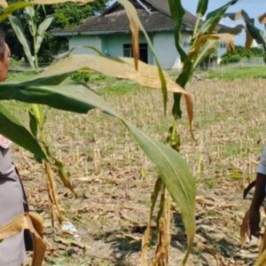 Strategi Cerdas Polisi di Lombok Barat Sulap Lahan Tidur Jadi Sumber Pangan Keluarga yang Produktif
