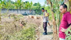 Manfaat Budidaya Tanaman Palawija di Lahan Pekarangan