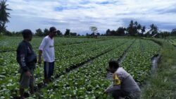 Bhabinkamtibmas Tanak Gadang Cek Lahan P2B Tanaman Potcay di Subak Tegaron