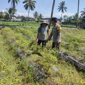 Bhabinkamtibmas Desa Paokmotong Monitoring Program Ketahanan Pangan