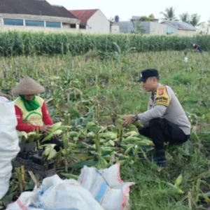 Bhabinkamtibmas Desa Labuapi Turun ke Sawah, Bantu Warga Panen Raya Jagung demi Ketahanan Pangan