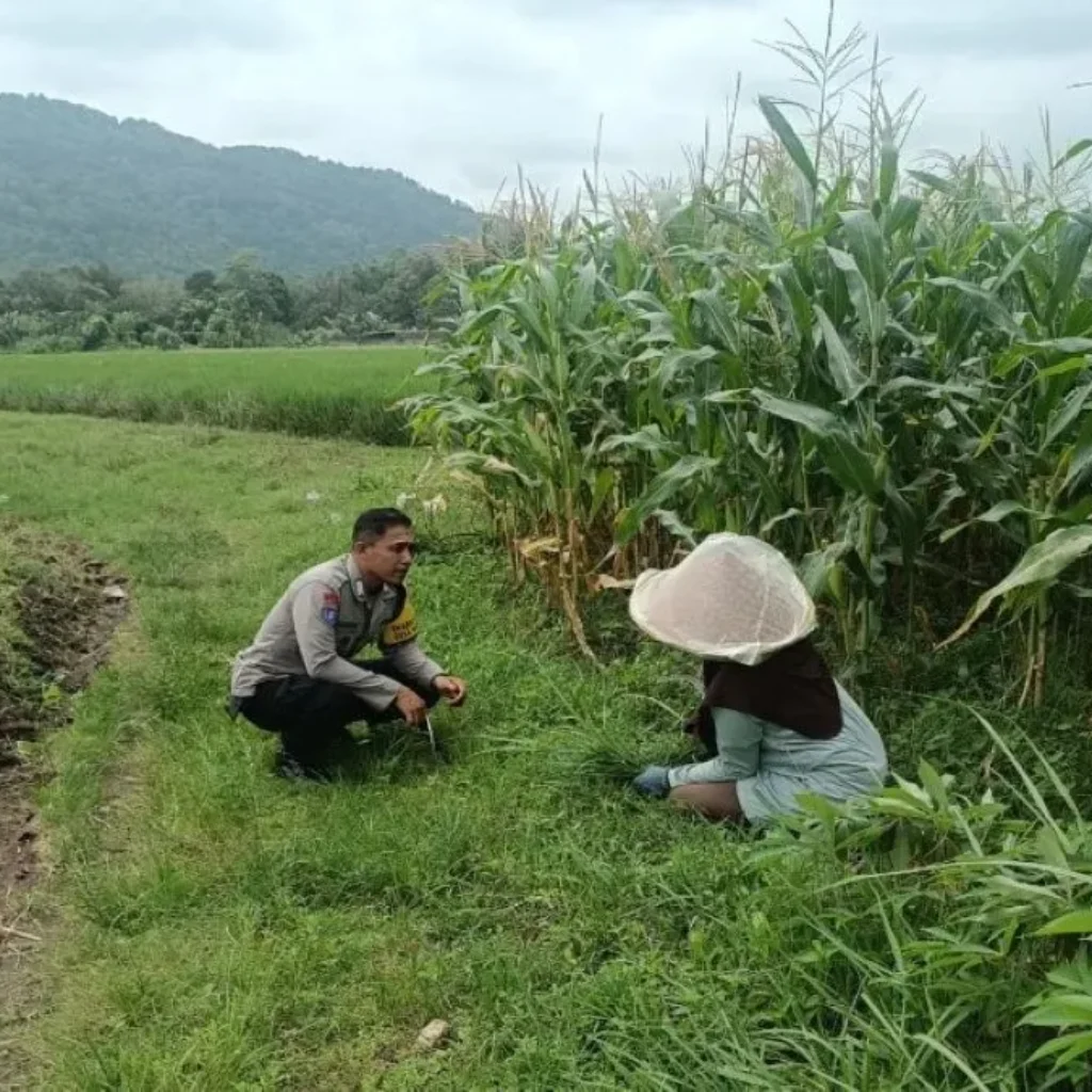 Bukan Sekadar Patroli, Bhabinkamtibmas Kini Jadi Motivator Petani Demi Ketahanan Pangan