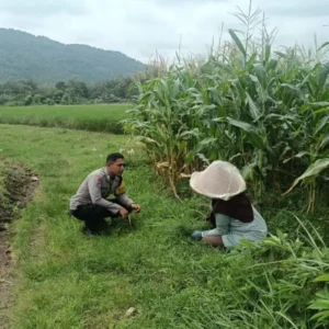 Bukan Sekadar Patroli, Bhabinkamtibmas Kini Jadi Motivator Petani Demi Ketahanan Pangan