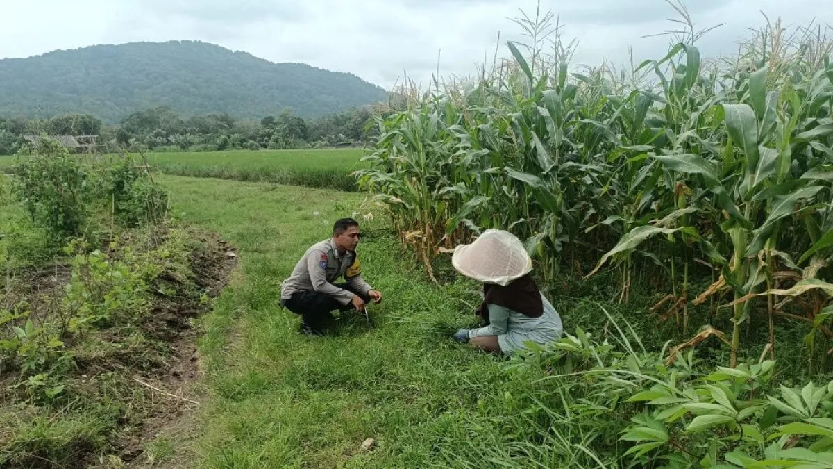 Bukan Sekadar Patroli, Bhabinkamtibmas Kini Jadi Motivator Petani Demi Ketahanan Pangan