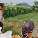 Sinergi Bhabinkamtibmas dan Petani Jagung Labuapi Jaga Stok Pangan