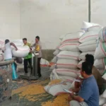 Polsek Gerung Kawal Distribusi Jagung di Desa Beleke