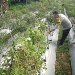 Bhabinkamtibmas Desa Masbagik Selatan Cek Lahan Ketahanan Pangan Bergizi di Tanak Malit Utara