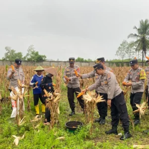 Polres Lombok Barat Turun ke Sawah! Kawal Panen Jagung demi Nasib Petani dan Swasembada Pangan