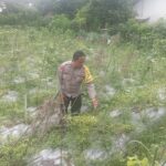 Bhabinkamtibmas Desa Kesik Cek Lahan Ketahanan Pangan Bergizi di Dusun Munsok