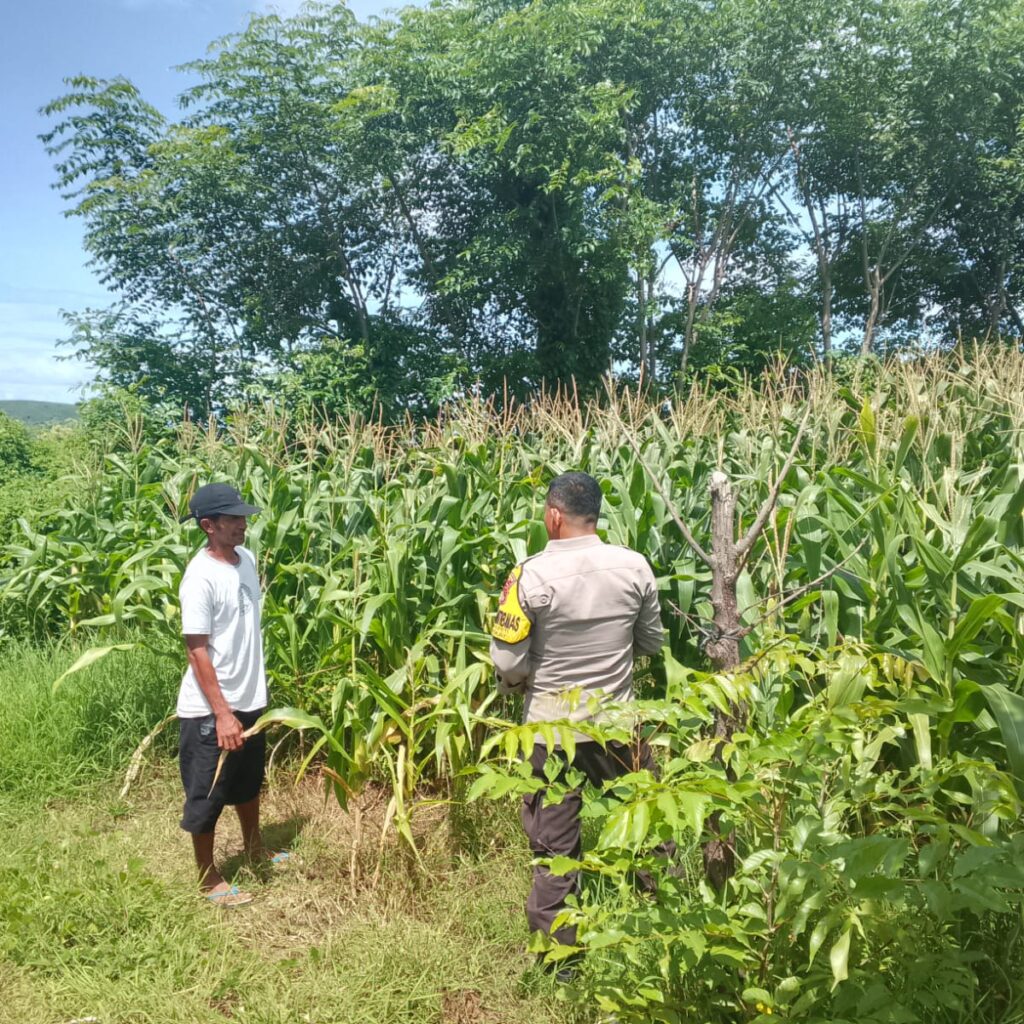Bhabinkamtibmas Doropeti Pantau Lahan Jagung 3 Hektar, Wujud Nyata Dukungan Ketahanan Pangan Nasional