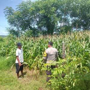 Bhabinkamtibmas Doropeti Pantau Lahan Jagung 3 Hektar, Wujud Nyata Dukungan Ketahanan Pangan Nasional