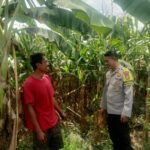 Kapolsek Hu’u Apresiasi Peran Aktif Bhabinkamtibmas dalam Program Ketahanan Pangan
