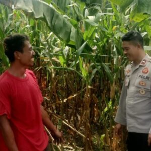 Dukung Ketahanan Pangan Nasional, Bhabinkamtibmas Desa Rasabou Pantau Lahan Jagung Warga di So Kuta