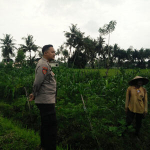 Bhabinkamtibmas Masbagik Selatan Cek Lahan P2B di Tanak Malit Utara, Dukung Ketahanan Pangan Warga