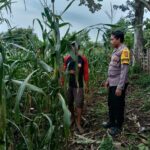 Polri Peduli Ketahanan Pangan, Polisi Pantau Panen Jagung Warga di Kempo