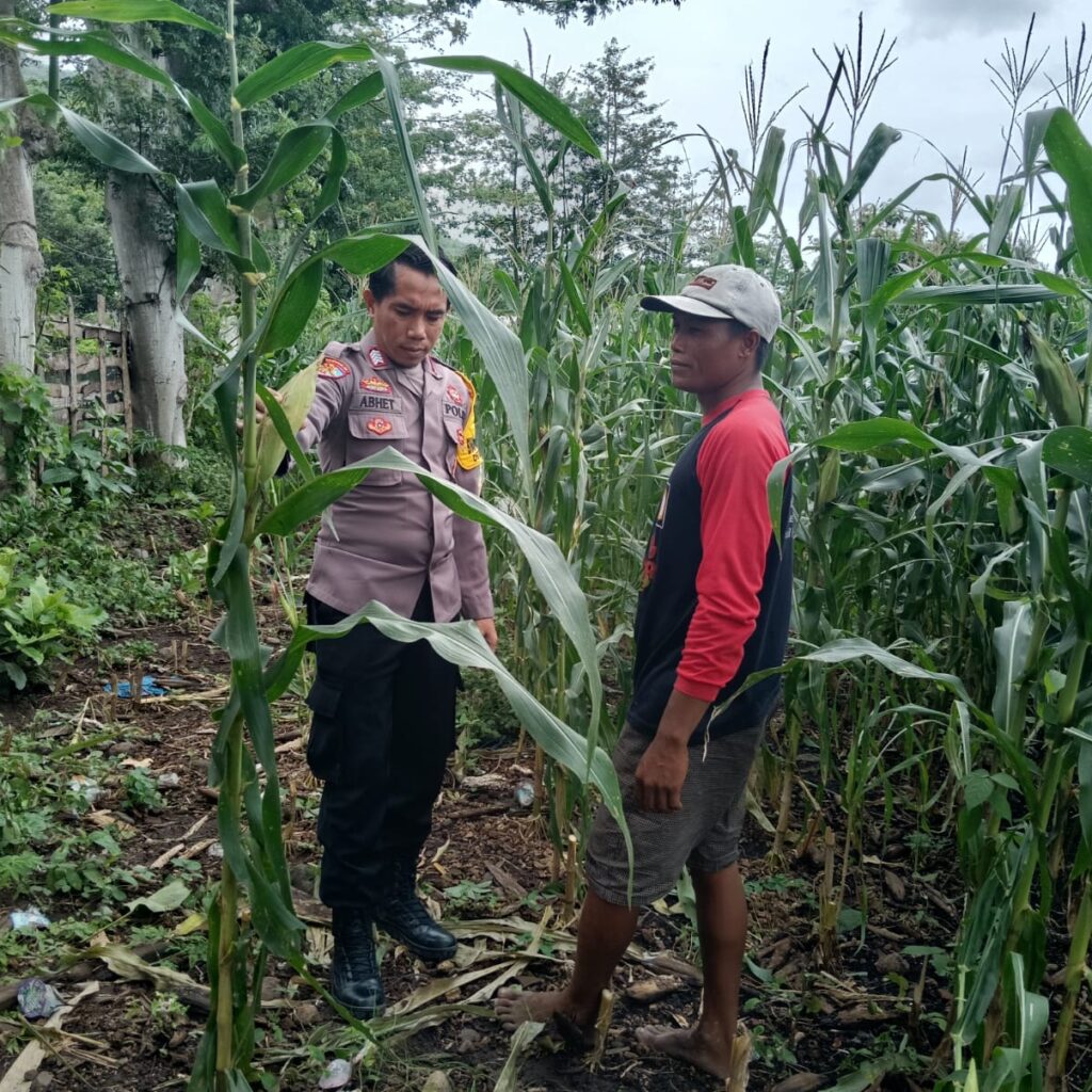 Judul:  Dukung Ketahanan Pangan Nasional, Bhabinkamtibmas Polsek Kempo Pantau Lahan Jagung Warga di Desa Konte