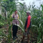 Judul:  Dukung Ketahanan Pangan Nasional, Bhabinkamtibmas Polsek Kempo Pantau Lahan Jagung Warga di Desa Konte