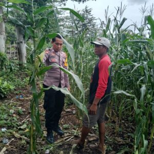 Judul:  Dukung Ketahanan Pangan Nasional, Bhabinkamtibmas Polsek Kempo Pantau Lahan Jagung Warga di Desa Konte