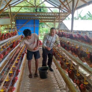 Bhabinkamtibmas Korleko Selatan Sambangi Kandang Ayam Bumdes, Pastikan Program Ketahanan Pangan Berjalan Baik