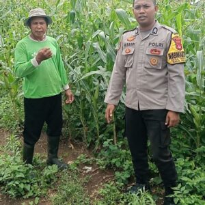 Dorong Kesejahteraan Petani, Bhabinkamtibmas Pekat Pantau Lahan Jagung di Kaki Tambora