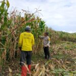 Dukung Ketahanan Pangan Nasional, Bhabinkamtibmas Polsek Manggelewa Pantau Panen Jagung Warga di Kwangko