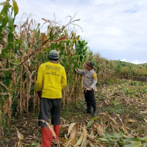 Dukung Ketahanan Pangan Nasional, Bhabinkamtibmas Polsek Manggelewa Pantau Panen Jagung Warga di Kwangko
