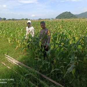 Kapolsek Pajo Tegaskan Bhabinkamtibmas Siap Kawal Hasil Panen Petani Hingga ke Bulog