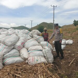 Bhabinkamtibmas Polsek Woja Pantau Lahan Jagung Warga Desa Riwo Dukung Program Ketahanan Pangan Nasional