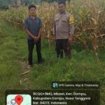Dari Tanam Hingga Panen, Polisi di Dompu Siap Kawal Hasil Jagung Petani