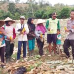 Dukung Ketahanan Pangan Nasional, Bhabinkamtibmas Desa Ta’a Pantau Lahan Jagung Warga di Kecamatan Kempo