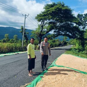 Bhabinkamtibmas Desa Adu Pantau Hasil Panen Jagung Warga, Dukung Program Ketahanan Pangan Nasional