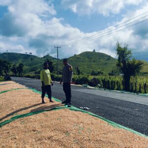 Bhabinkamtibmas Desa Adu Pantau Hasil Panen Jagung Warga, Dukung Program Ketahanan Pangan Nasional