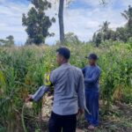Sinergi Polisi dan Petani, Lahan Jagung di Pekat Diproyeksikan Panen Hingga 15 Ton