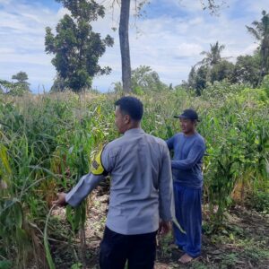 Sinergi Polisi dan Petani, Lahan Jagung di Pekat Diproyeksikan Panen Hingga 15 Ton