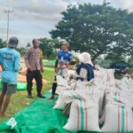 Polri Hadir Dukung Petani, Jagung Hasil Panen di Woja Siap Masuk Gudang Bulog