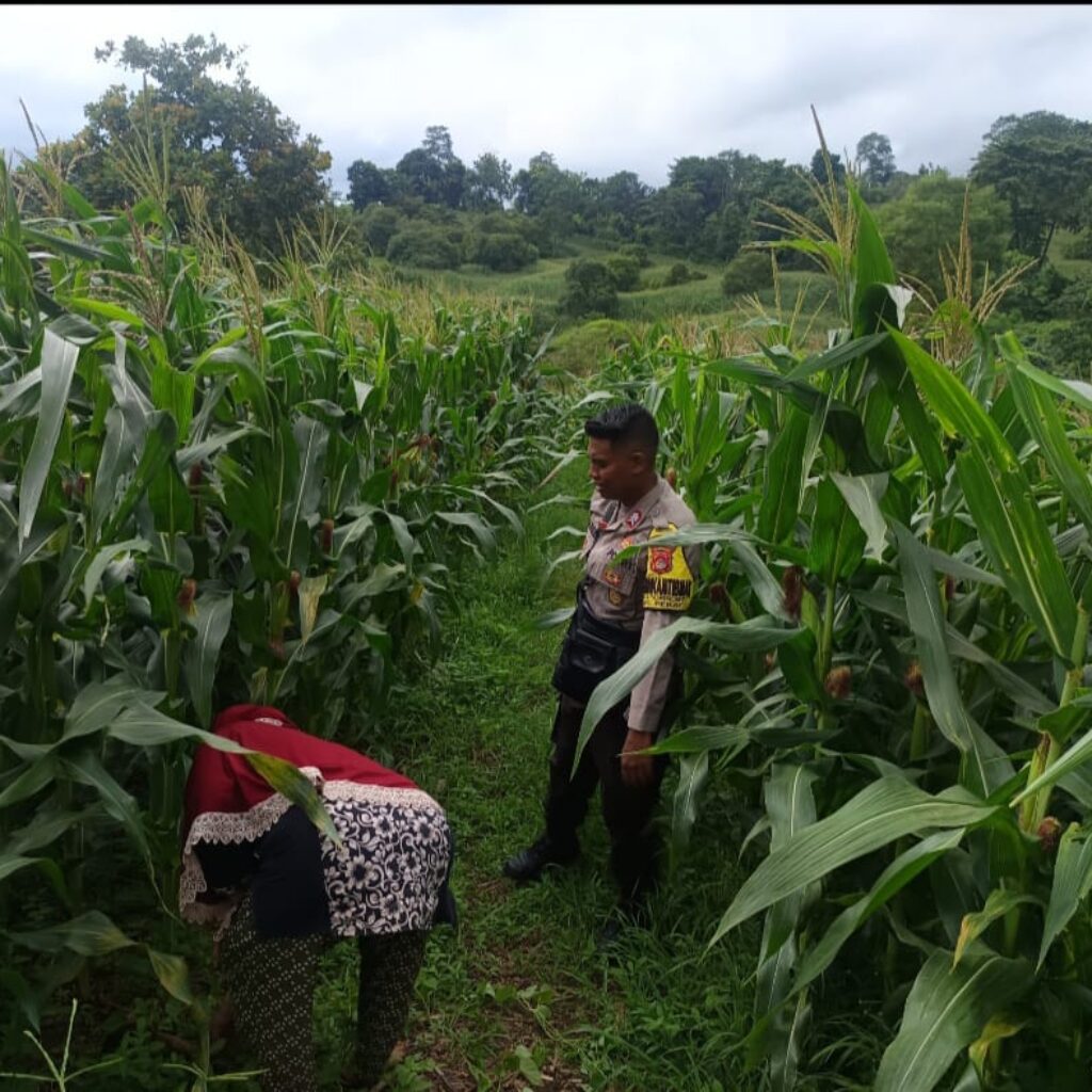 Bhabinkamtibmas Desa Sorinomo Pantau Lahan Jagung Warga, Dukung Program Ketahanan Pangan Nasional