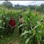Bhabinkamtibmas Desa Sorinomo Pantau Lahan Jagung Warga, Dukung Program Ketahanan Pangan Nasional