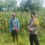 Bhabinkamtibmas Desa Rasabou Pantau Lahan Jagung Warga, Dukung Program Ketahanan Pangan Nasional