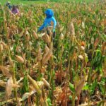 Polri Mendukung Program Ketahanan Pangan Nasional Guna Mempererat Sinergitas Dengan Masyarakat Dalam Mendukung Sektor Pertanian Khususnya Jagung