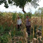 Pantau Panen Jagung Warga, Bhabinkamtibmas Desa Kampasi Meci Dukung Ketahanan Pangan Nasional