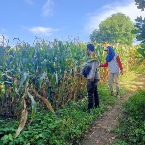 Pantau Panen Jagung Warga, Bhabinkamtibmas Desa Nangamiro Dukung Ketahanan Pangan Nasional