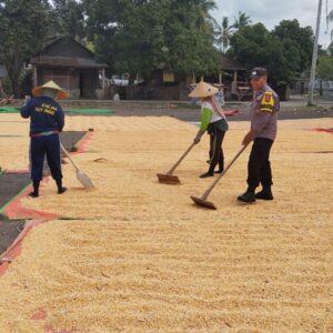 Bhabinkamtibmas Desa Kempo Aktif Dampingi Petani Jemur Jagung Dukung Ketahanan Pangan Nasional