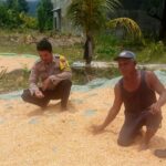 Pantau dan Dampingi Penjemuran Jagung Warga, Wujudkan Ketahanan Pangan Menuju Indonesia Emas 2045