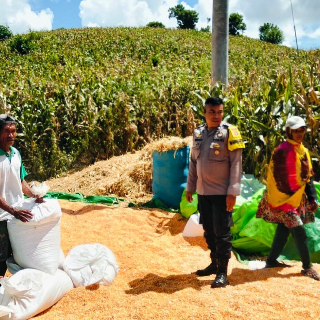 Dampingi Petani Jemur Jagung, Bhabinkamtibmas Desa Matua Perkuat Ketahanan Pangan