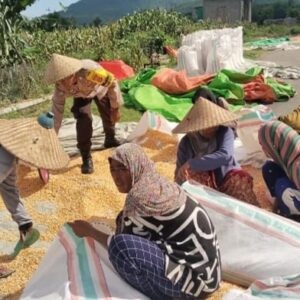 Pantau Panen Jagung Warga, Bhabinkamtibmas memberi motivasi kepada warga