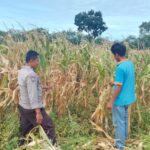Polisi Pantau Lahan Jagung Warga di Pekat, Dorong Ketahanan Pangan Nasional